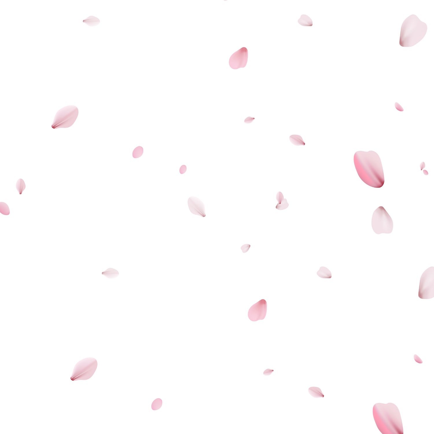 Cherry blossom petals